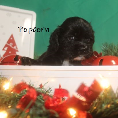 puppy, for, sale, Cocker Spaniel, Joe & Cherri  Overlease, dog, breeder, Miller, MO, dog-breeder, puppy-for-sale, forsale, nearby, find, puppyfind, locator, puppylocator, aca